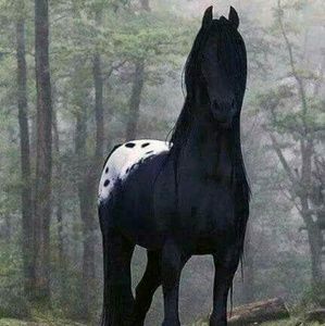 Meet your Posher, Joni